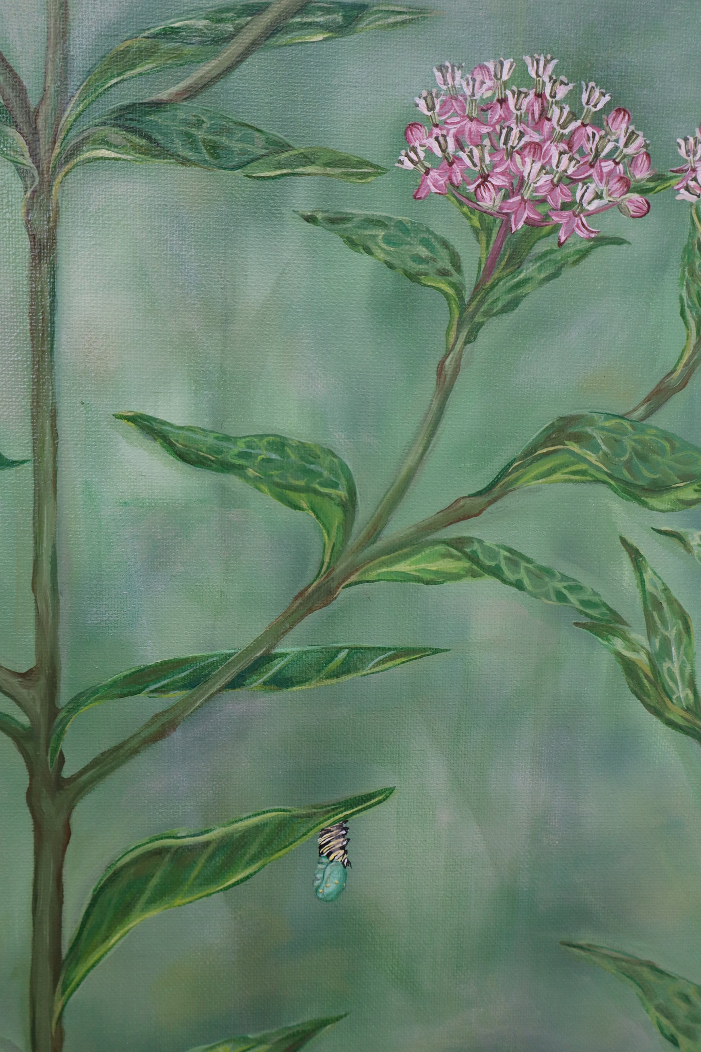 Monarchs on Milkweed