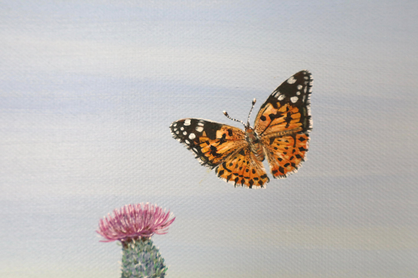 Painted Ladies on Wild Thistle