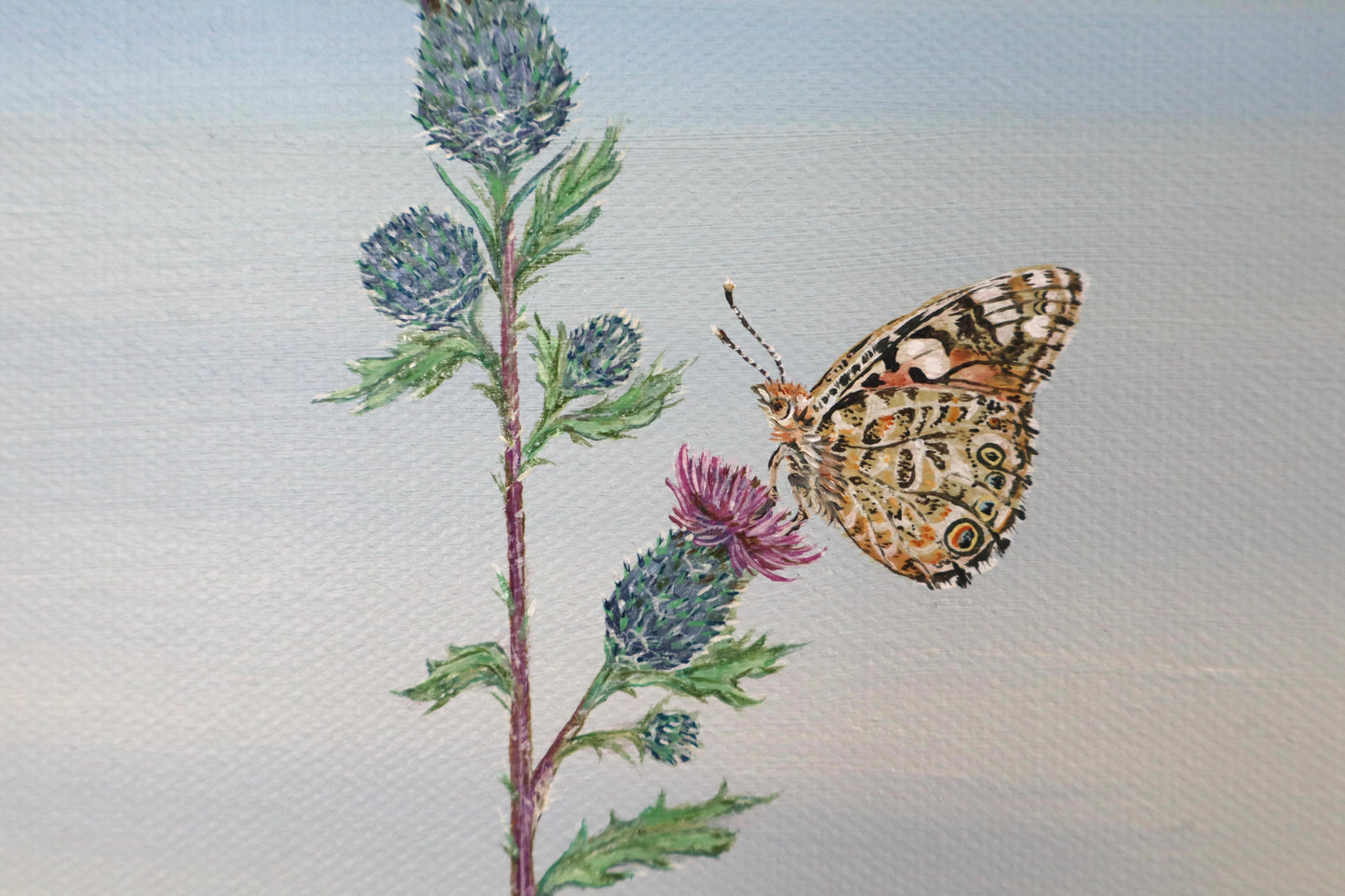Painted Ladies on Wild Thistle