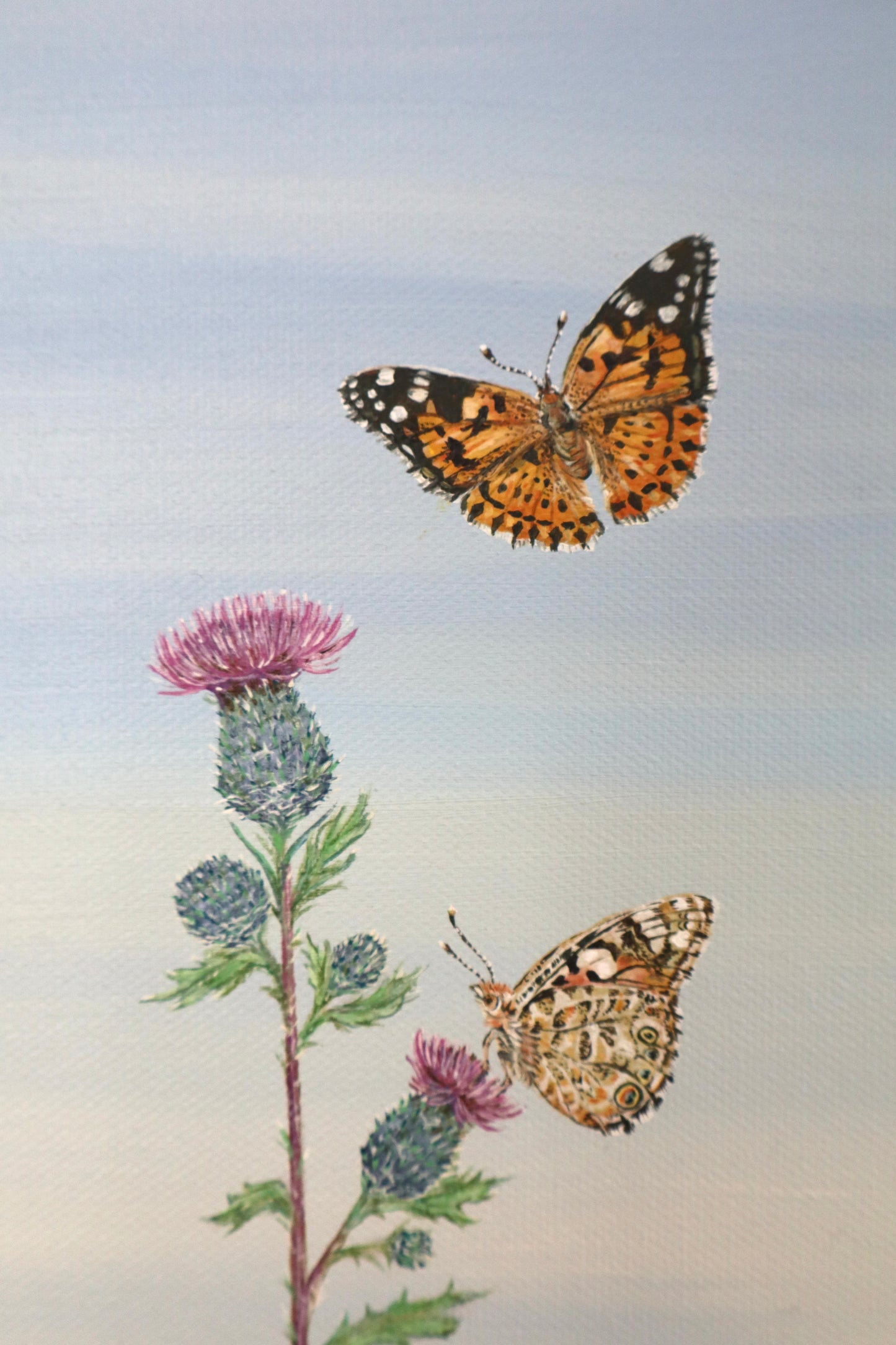 Painted Ladies on Wild Thistle