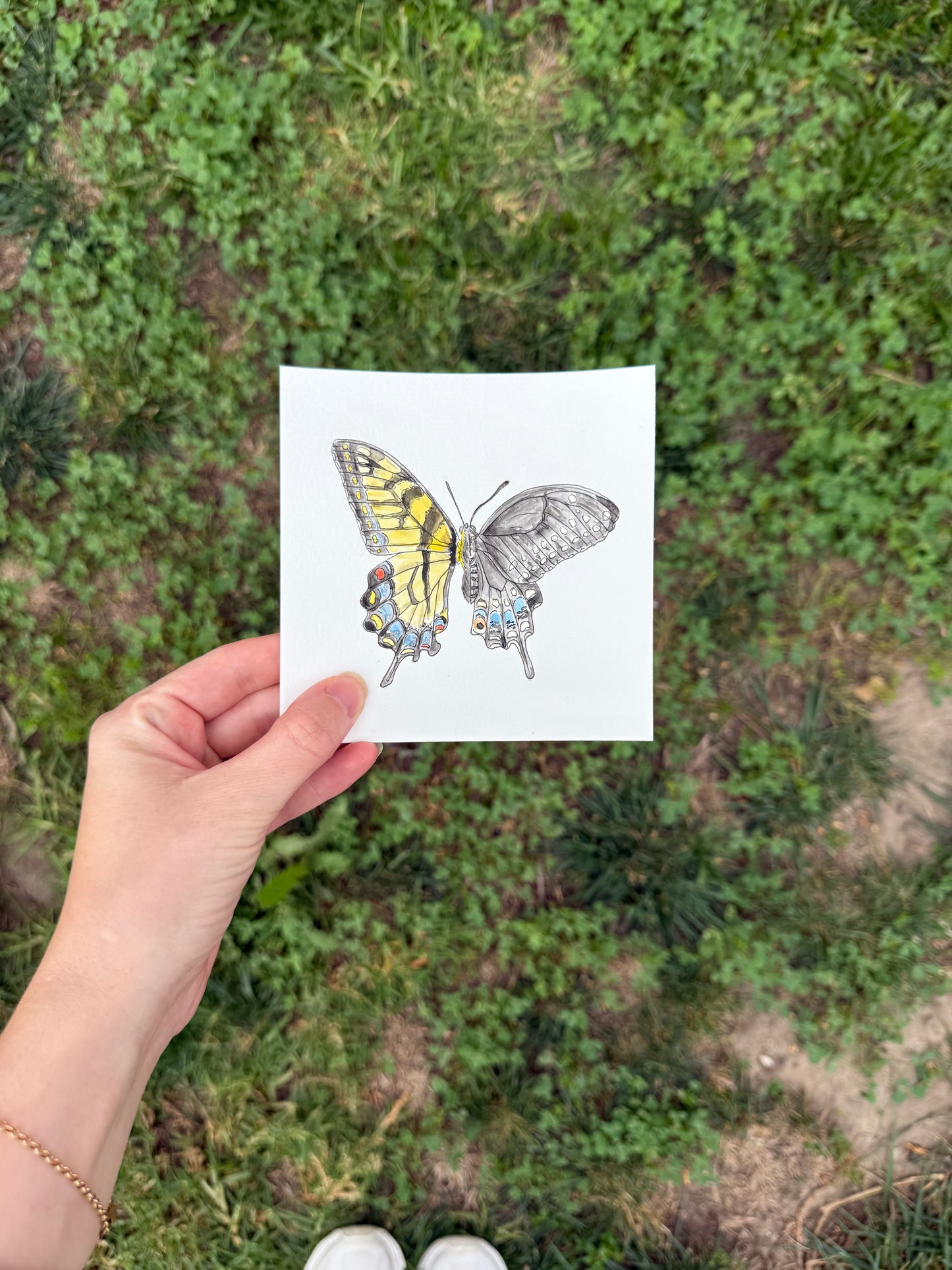 Eastern Tiger x Black Swallowtail