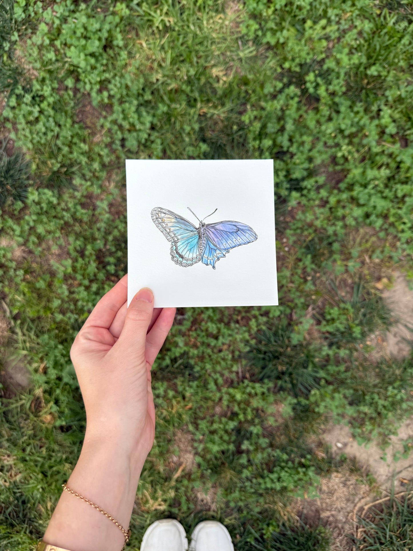Red Spotted Purple x Pipevine Swallowtail