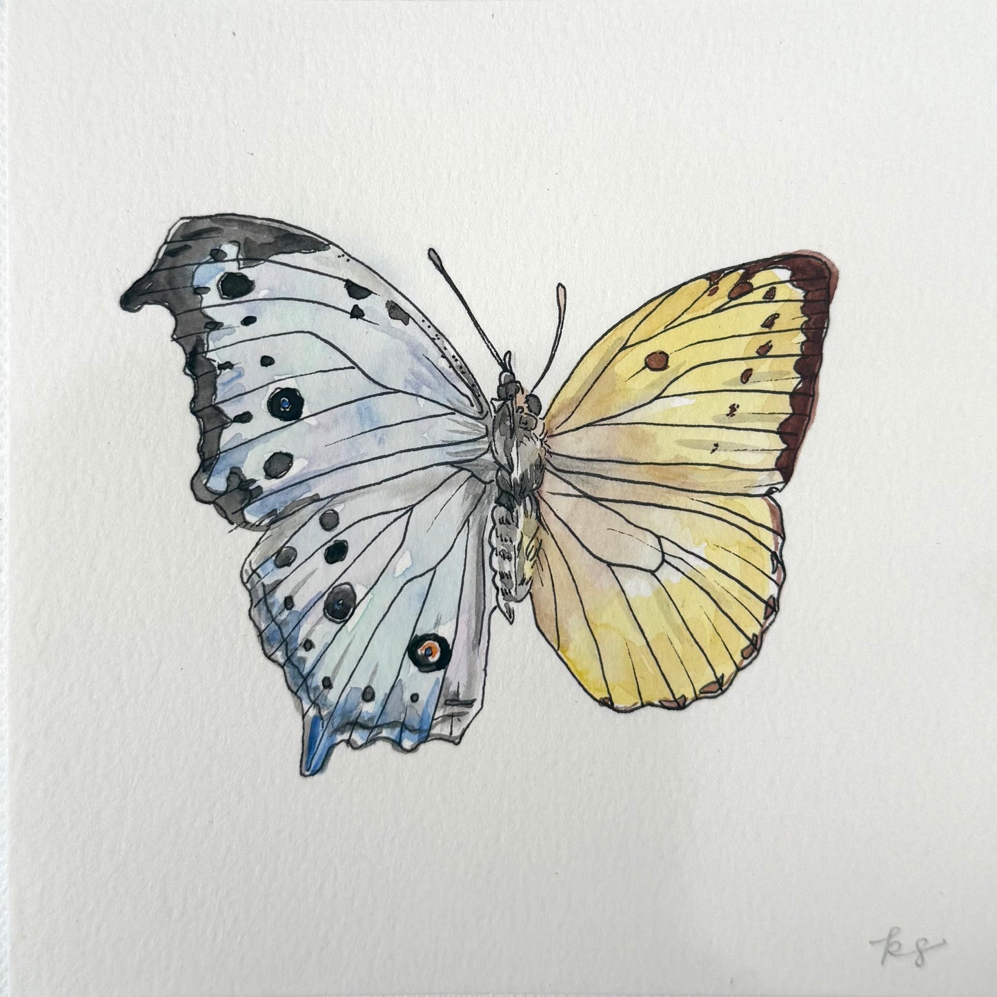 Mother of Pearl x Lemon Emigrant