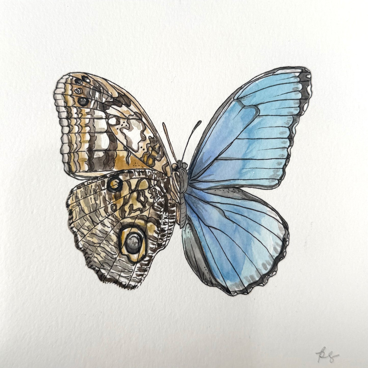 Owl x Blue Morpho