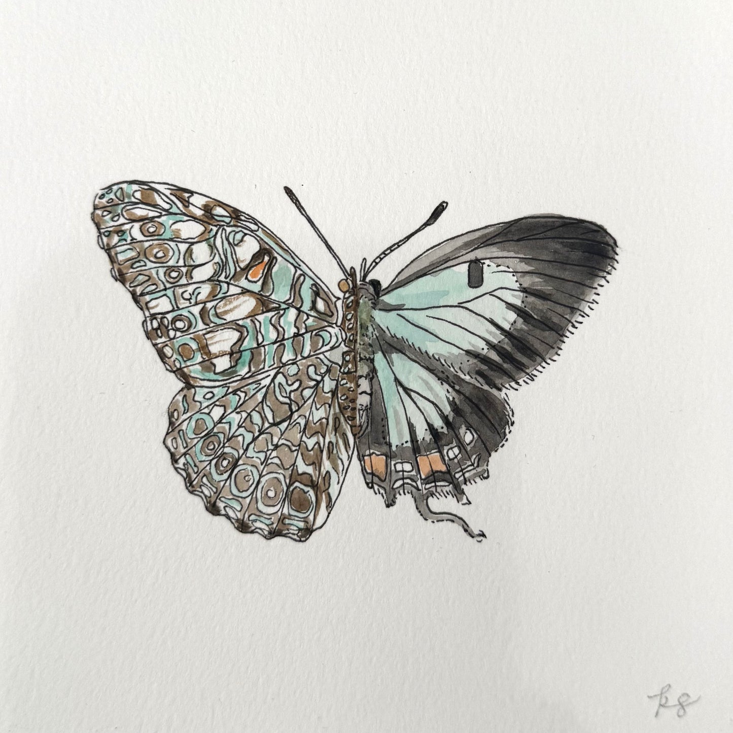 Variable Cracker x Common Imperial