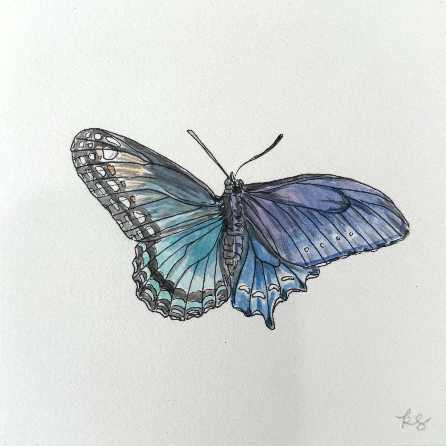Red Spotted Purple x Pipevine Swallowtail