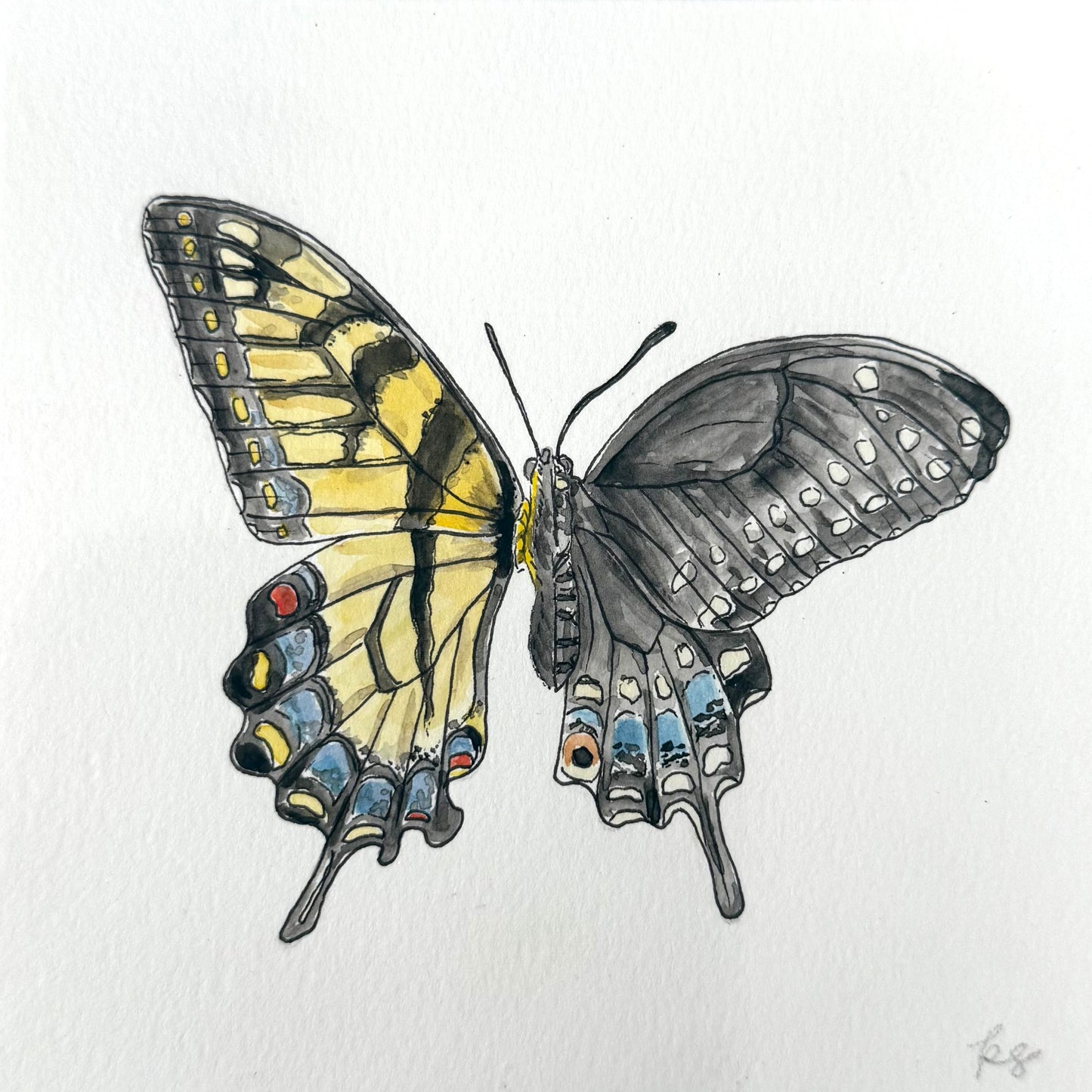 Eastern Tiger x Black Swallowtail