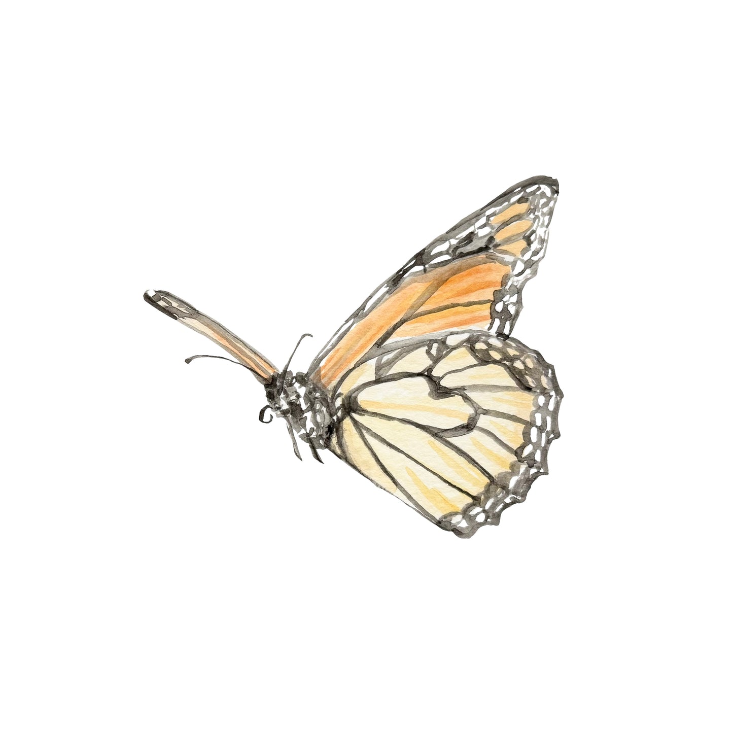 "Monarch" Watercolor Print