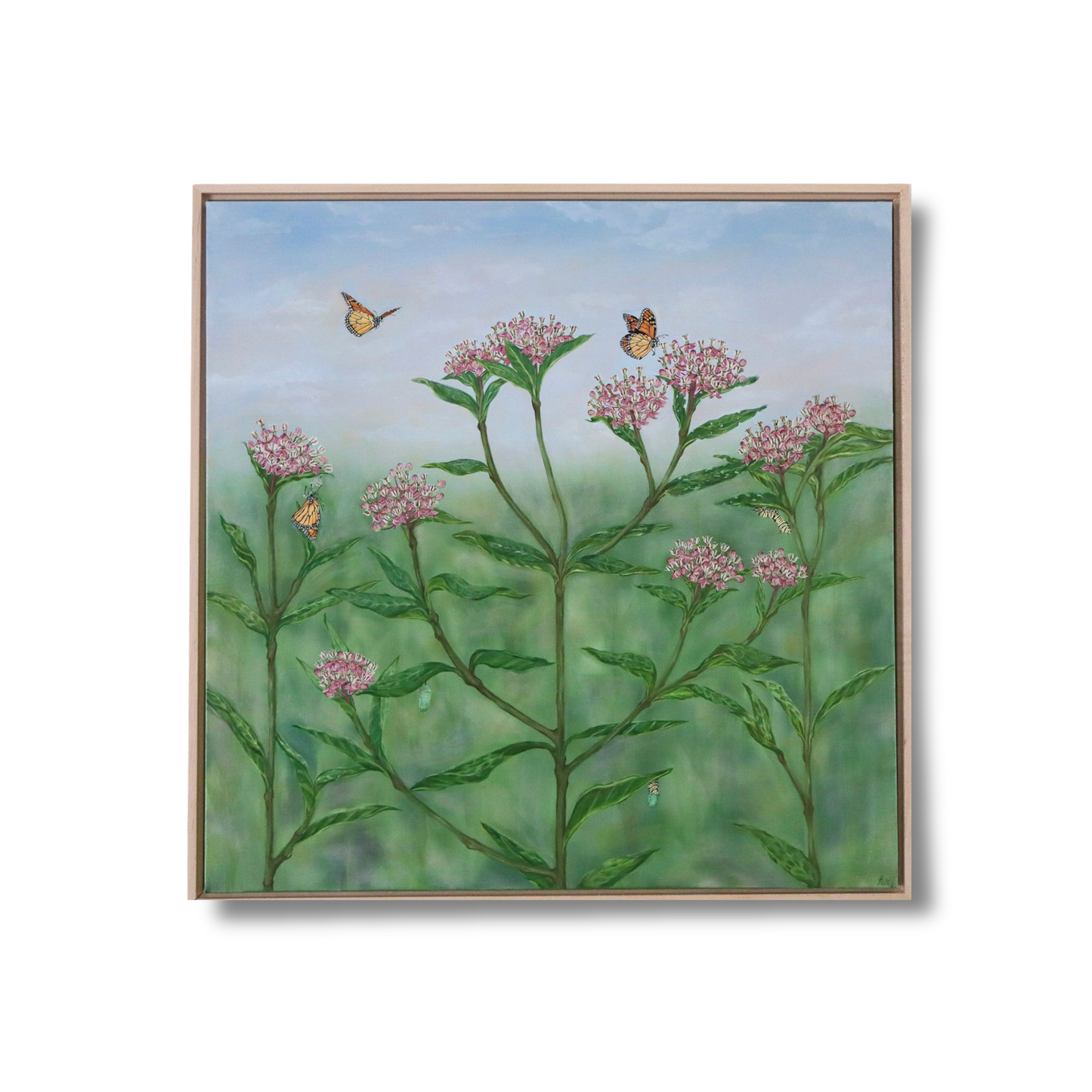 Monarchs on Milkweed