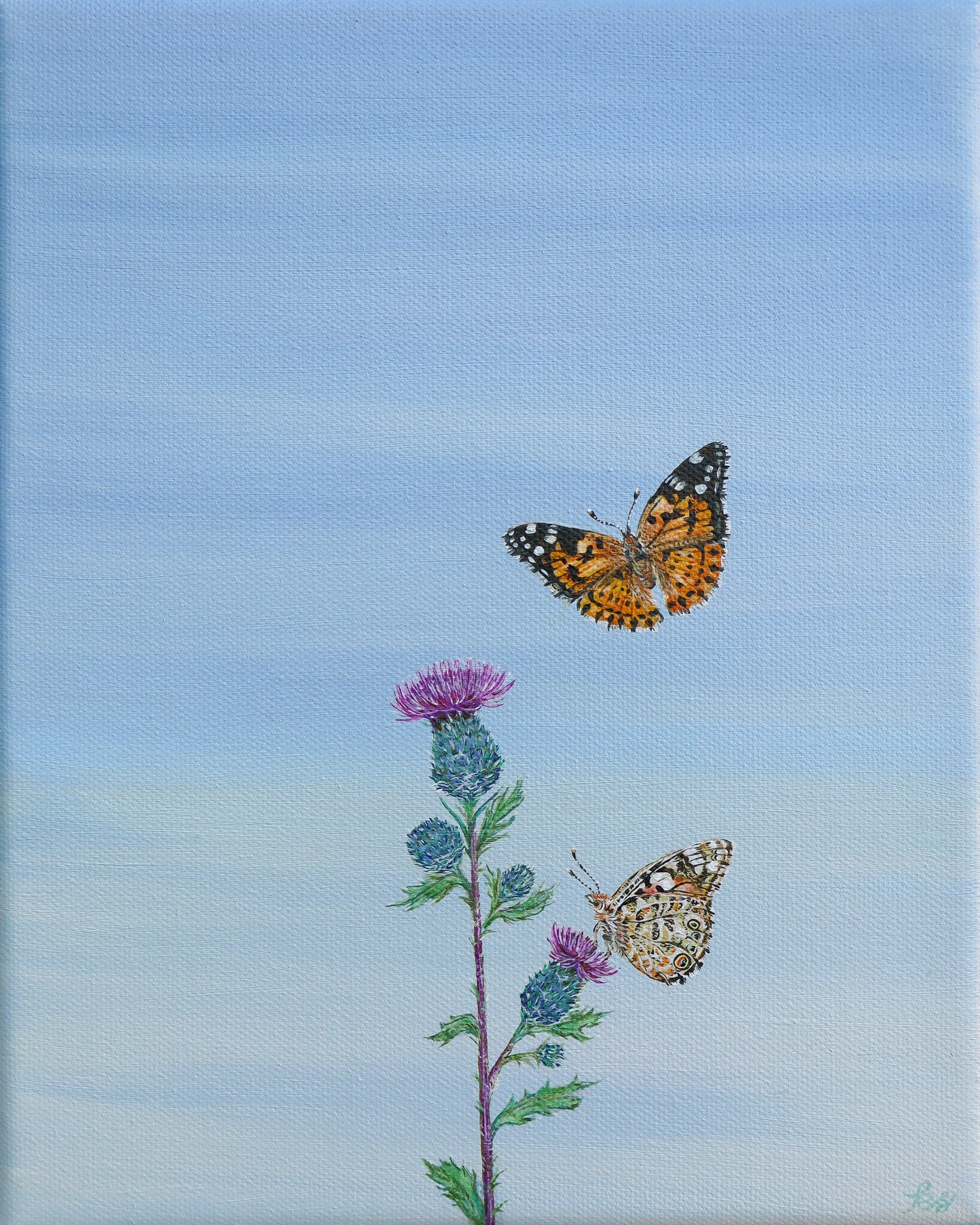Painted Ladies on Wild Thistle