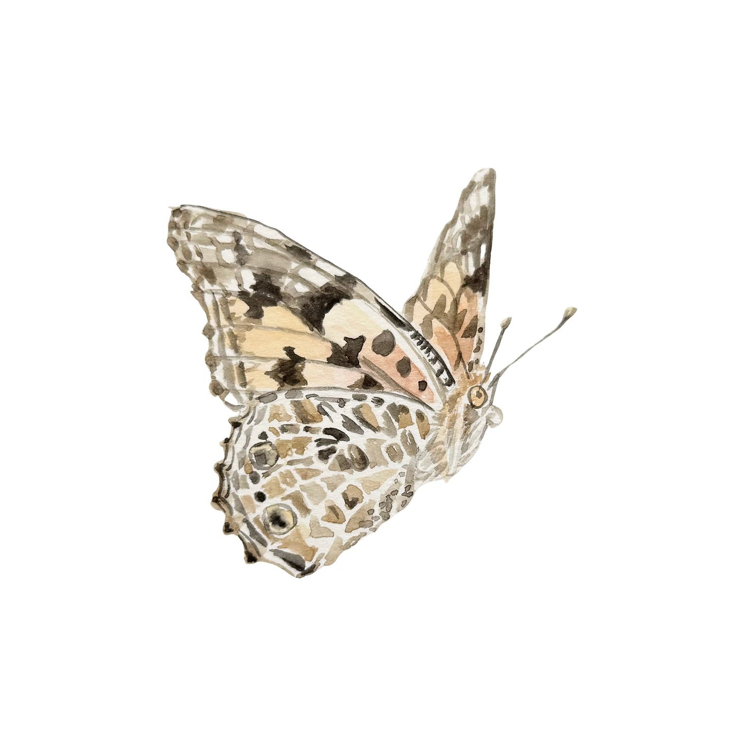 "Painted Lady" Watercolor Print