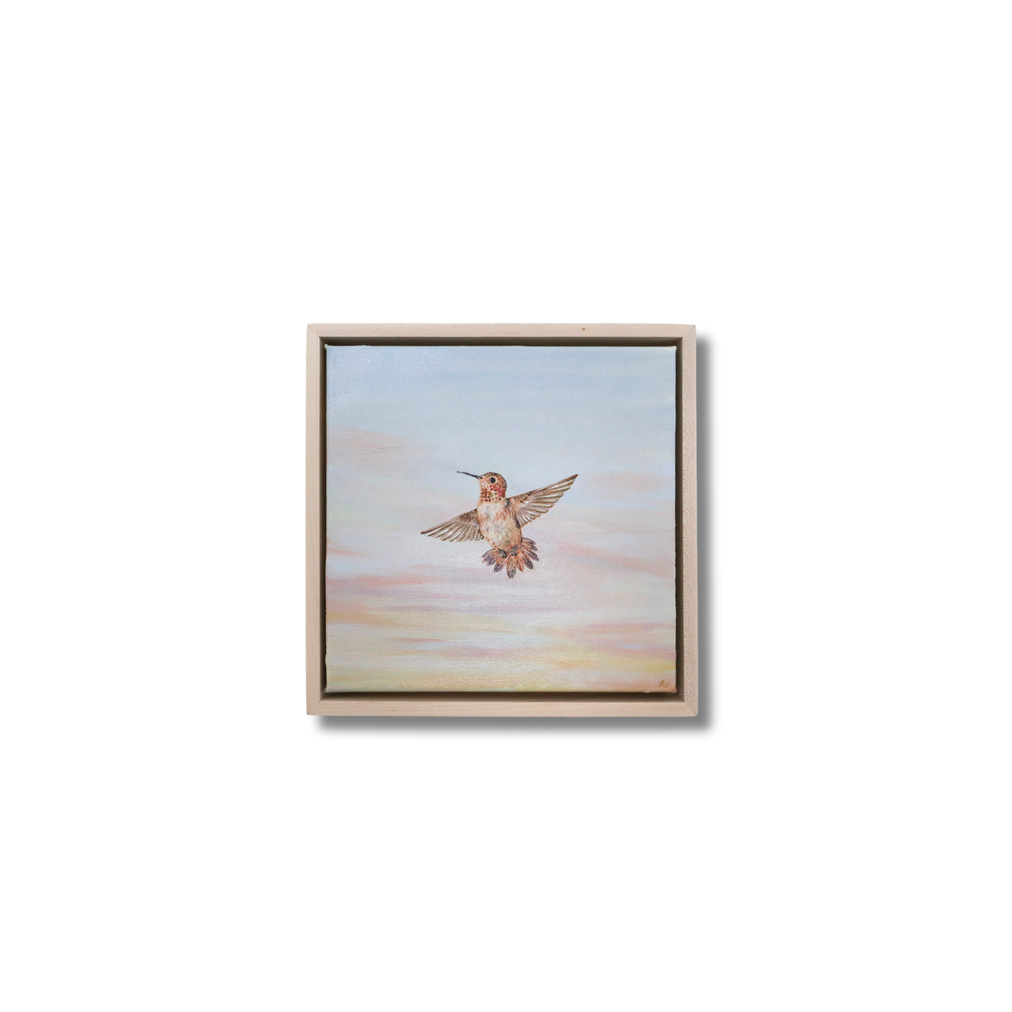 Rufous Hummingbird at Sunrise