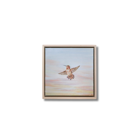 Rufous Hummingbird at Sunrise