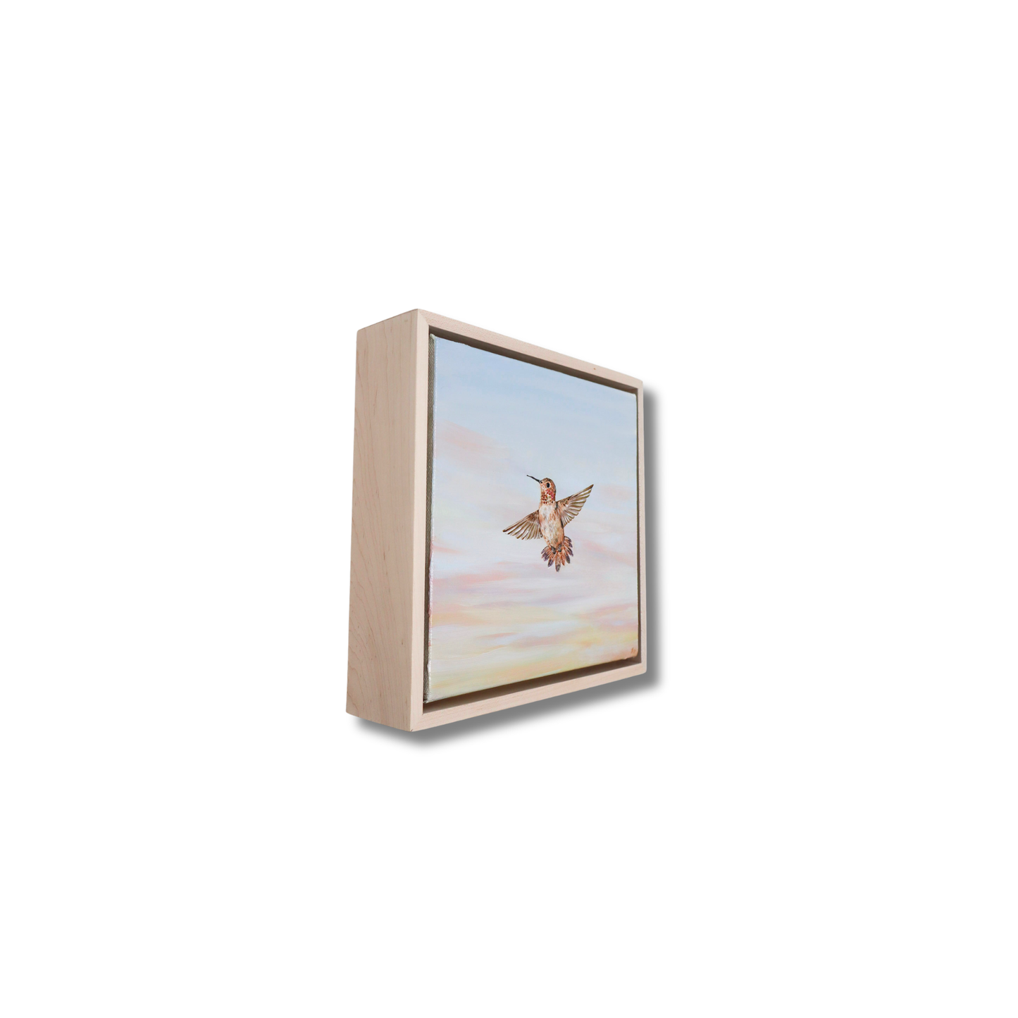 Rufous Hummingbird at Sunrise