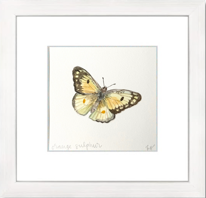 Orange Sulphur Watercolor (Framed)