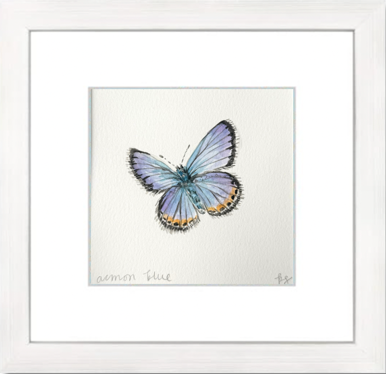 Acmon Blue Watercolor (Framed)