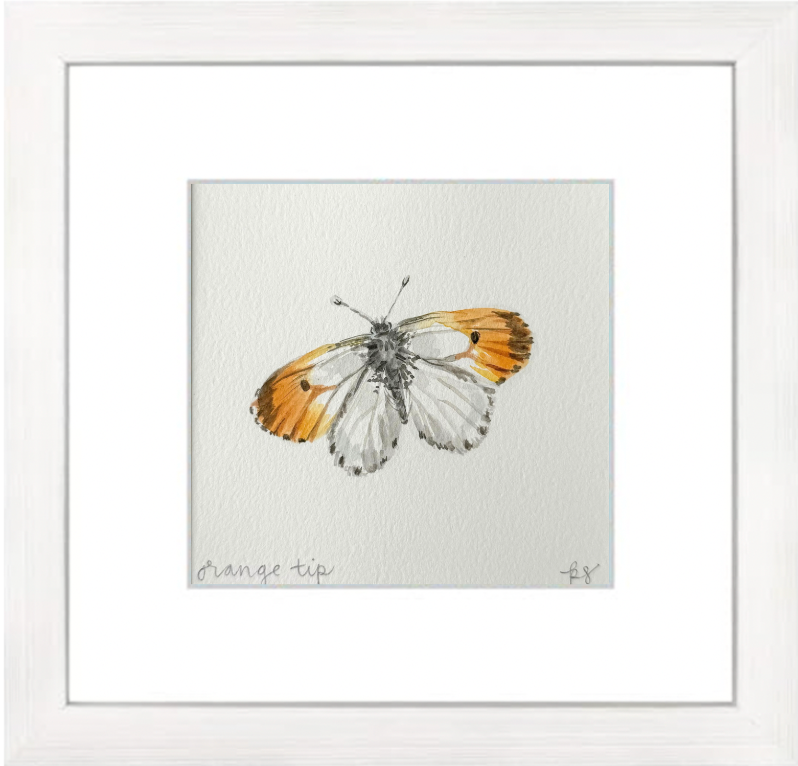 Orange Tip Watercolor (Framed)