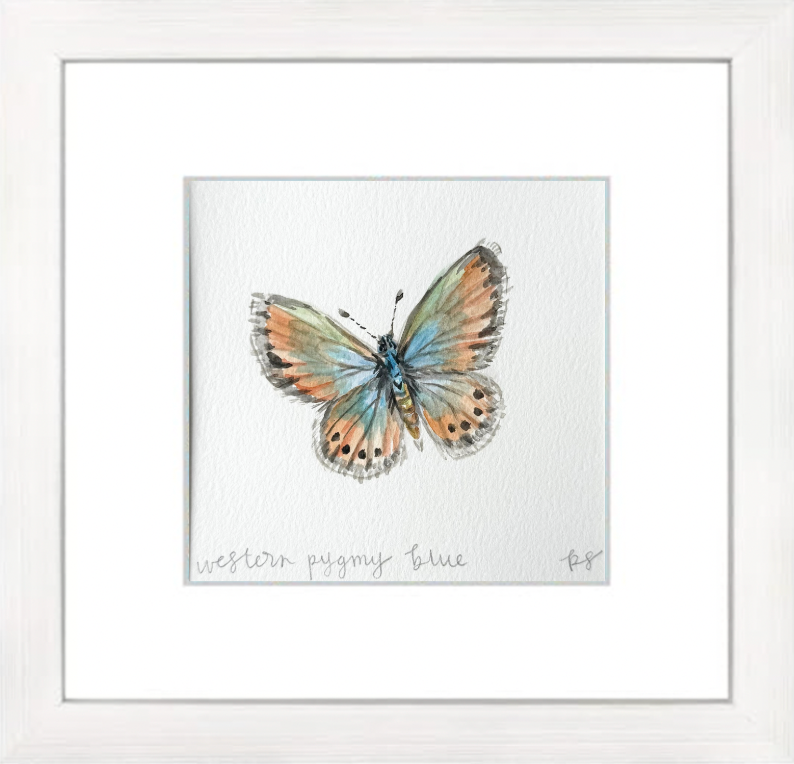 Western Pygmy Blue Watercolor (Framed)