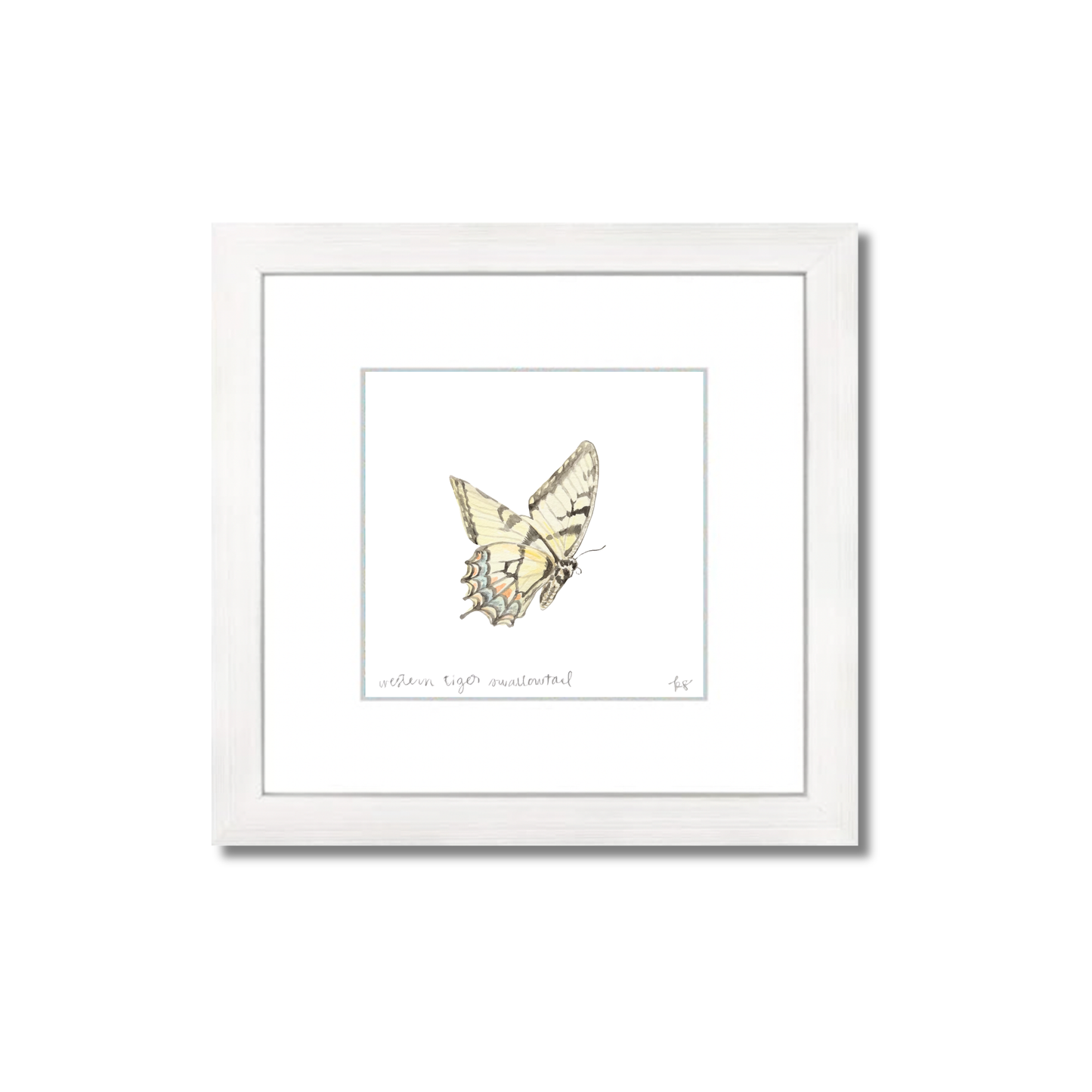 Western Tiger Swallowtail Watercolor (Framed)