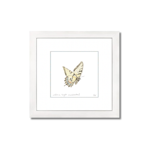Western Tiger Swallowtail Watercolor (Framed)