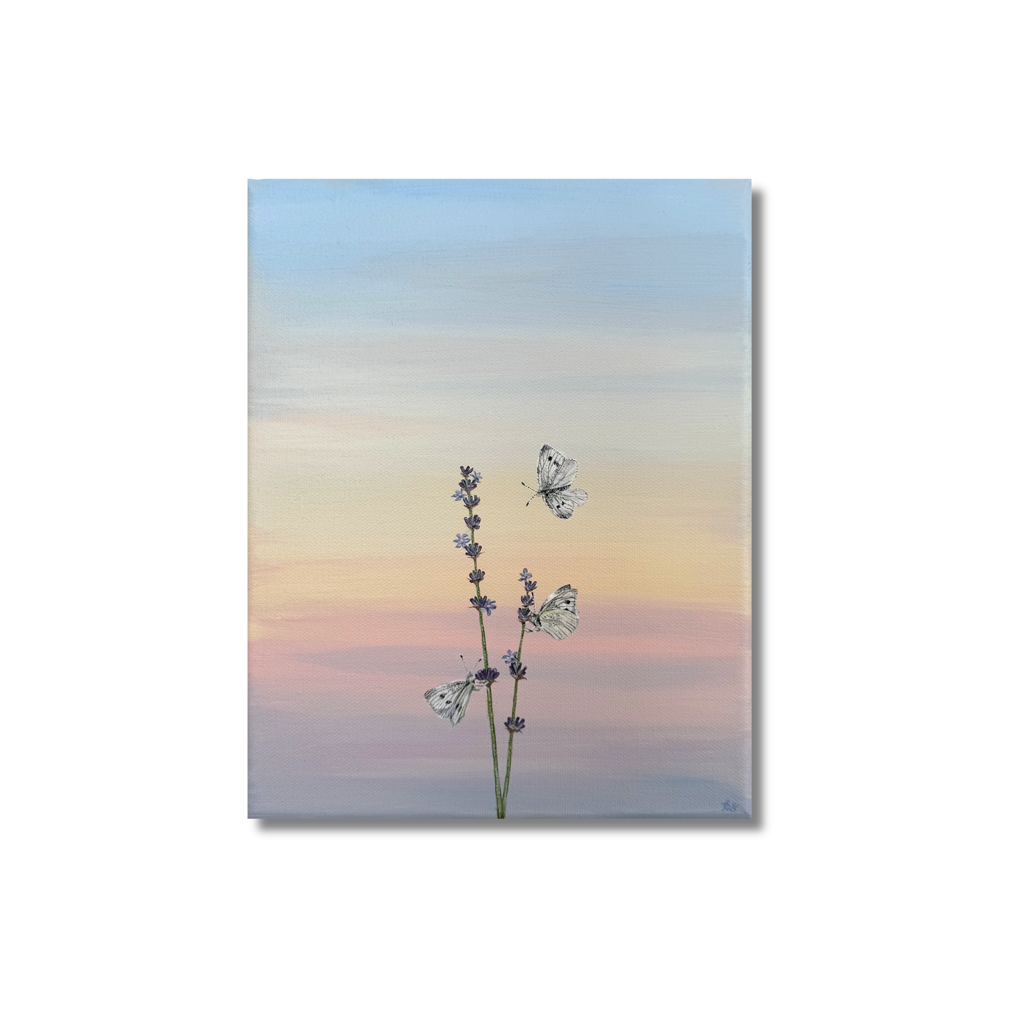 Cabbage Whites on Lavender