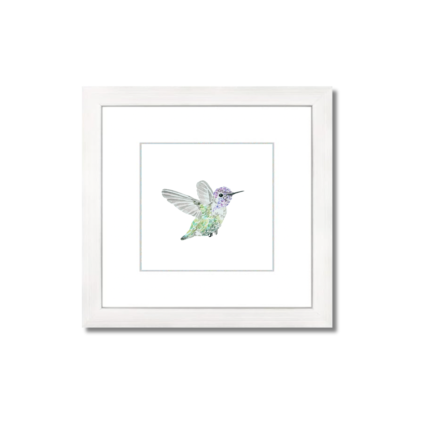 Costas Hummingbird